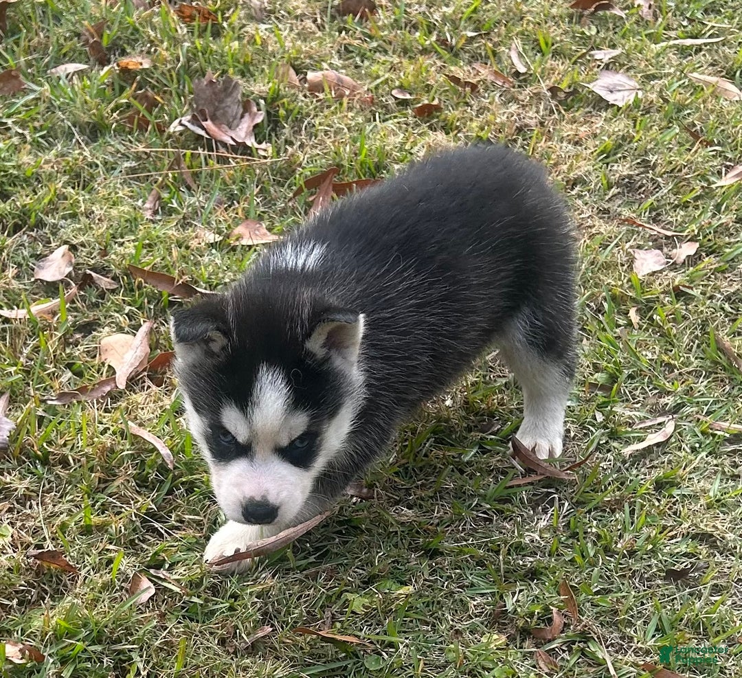 Siberian Husky dogs for sale: Natilda - Ad 3