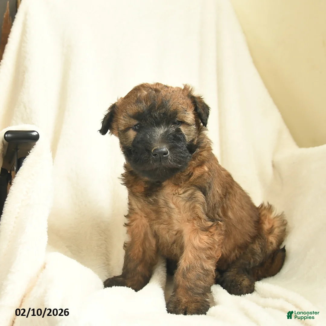 Soft Coated Wheaten Terrier dogs for sale: Tessa  - Ad 4