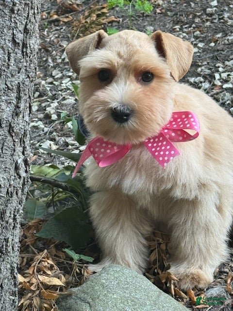 Schnauzer dogs for sale: Ruby - Ad 3