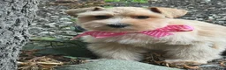 Schnauzer dogs for sale: Ruby - Ad 1