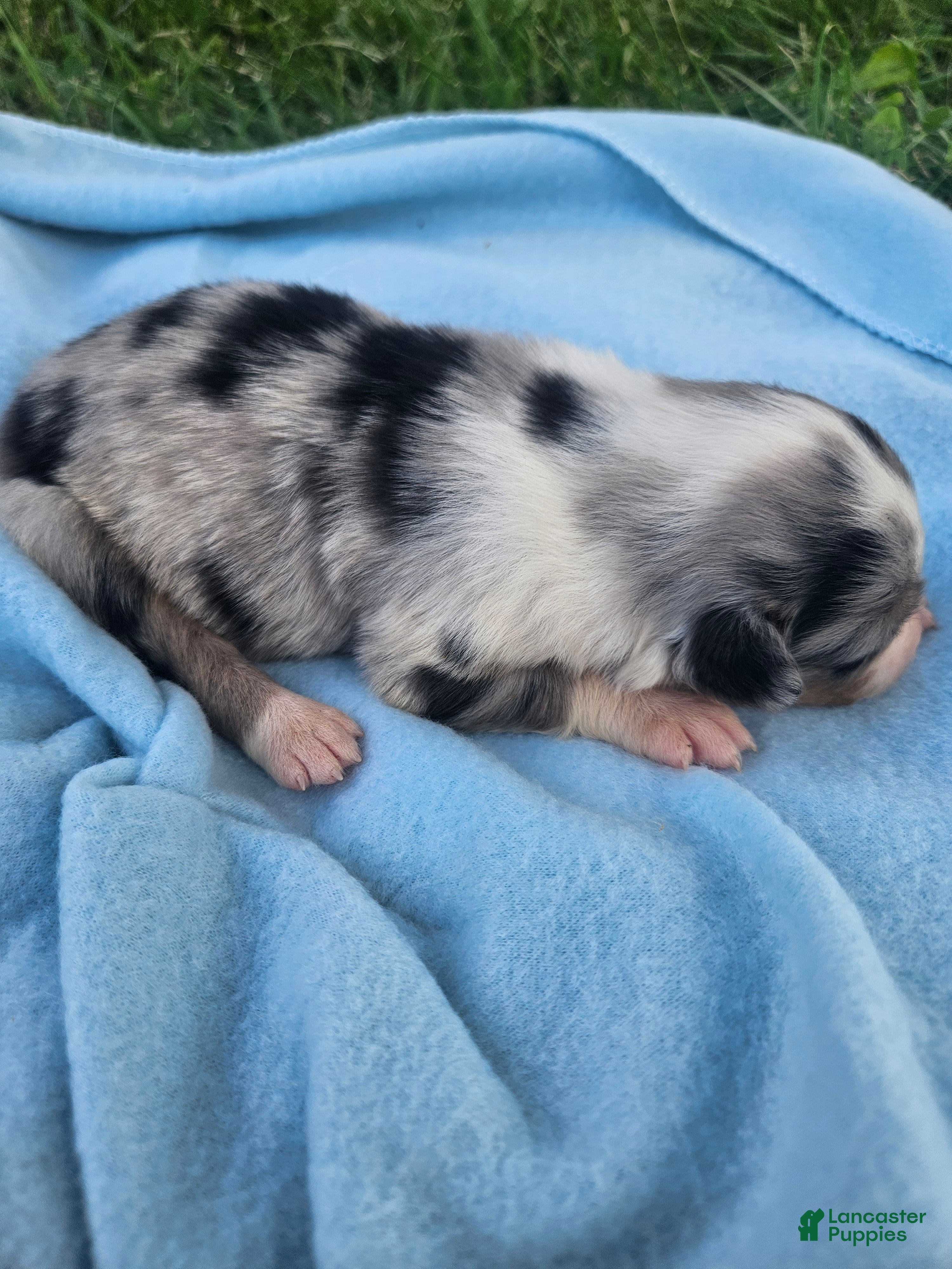 Australian Shepherd dogs Lacey - Ad 29