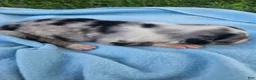 Australian Shepherd dogs for sale: Lacey - Ad 1