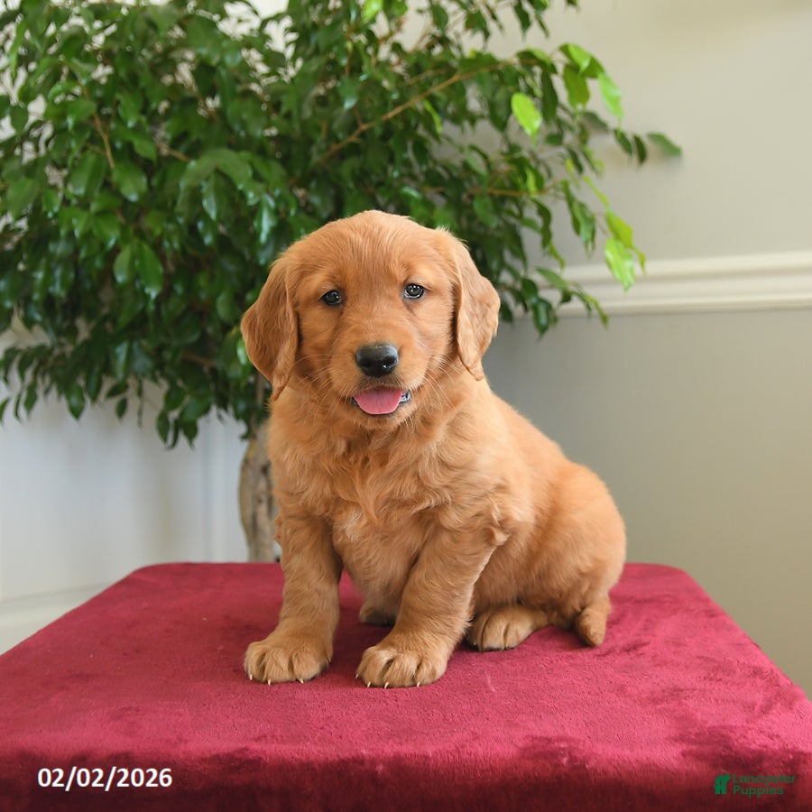 Golden Retriever dogs Taffy - Ad 5