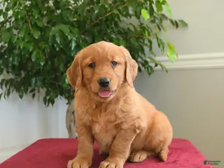 Golden Retriever dogs Taffy - Ad 12