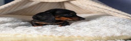 Miniature Dachshund dogs for sale: Cocoa - Ad 3