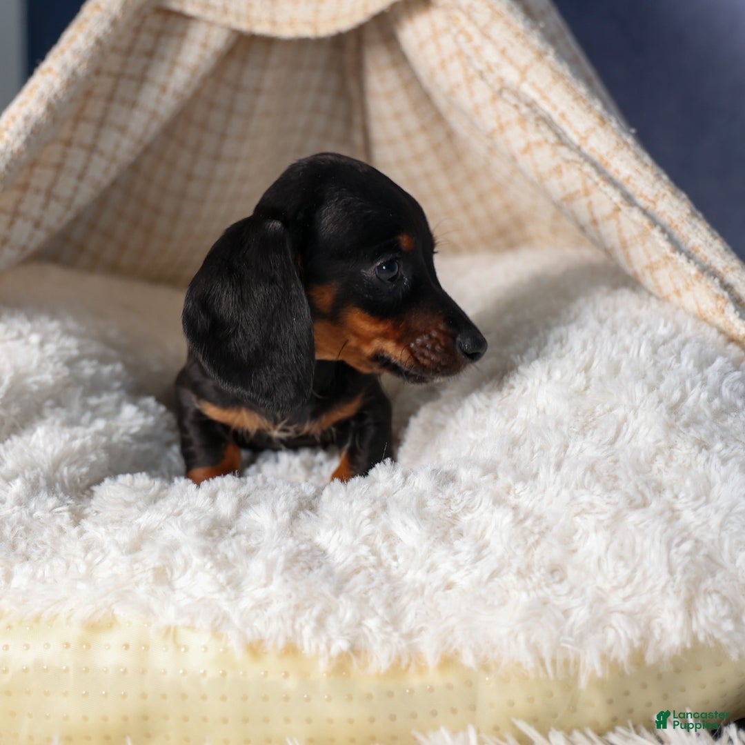 Miniature Dachshund dogs for sale: Cocoa - Ad 3