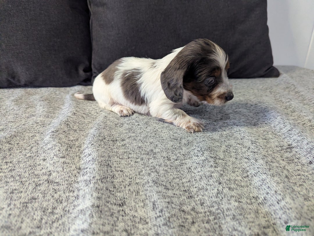 Miniature Dachshund dogs for sale: Luna - Ad 6