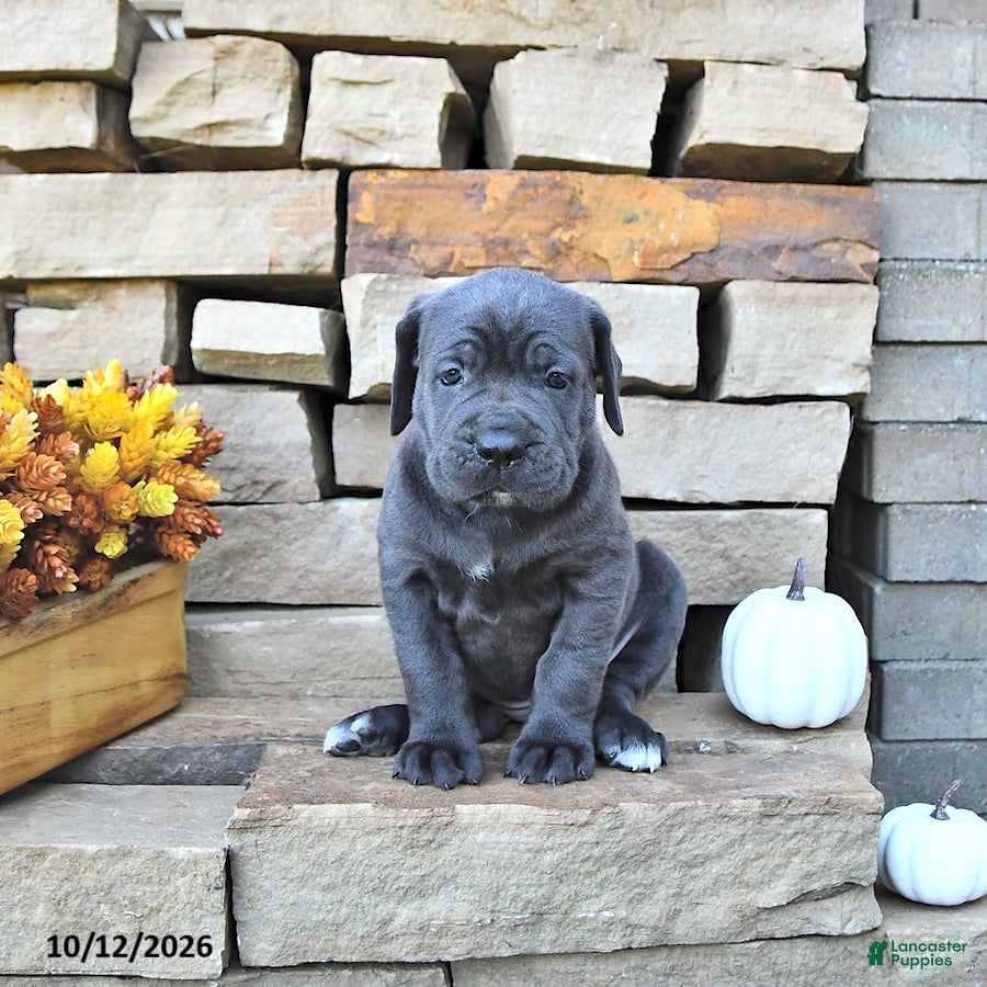 Cane Corso dogs Rio - Ad 1