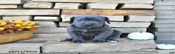 Cane Corso dogs for sale: Rio - Ad 1