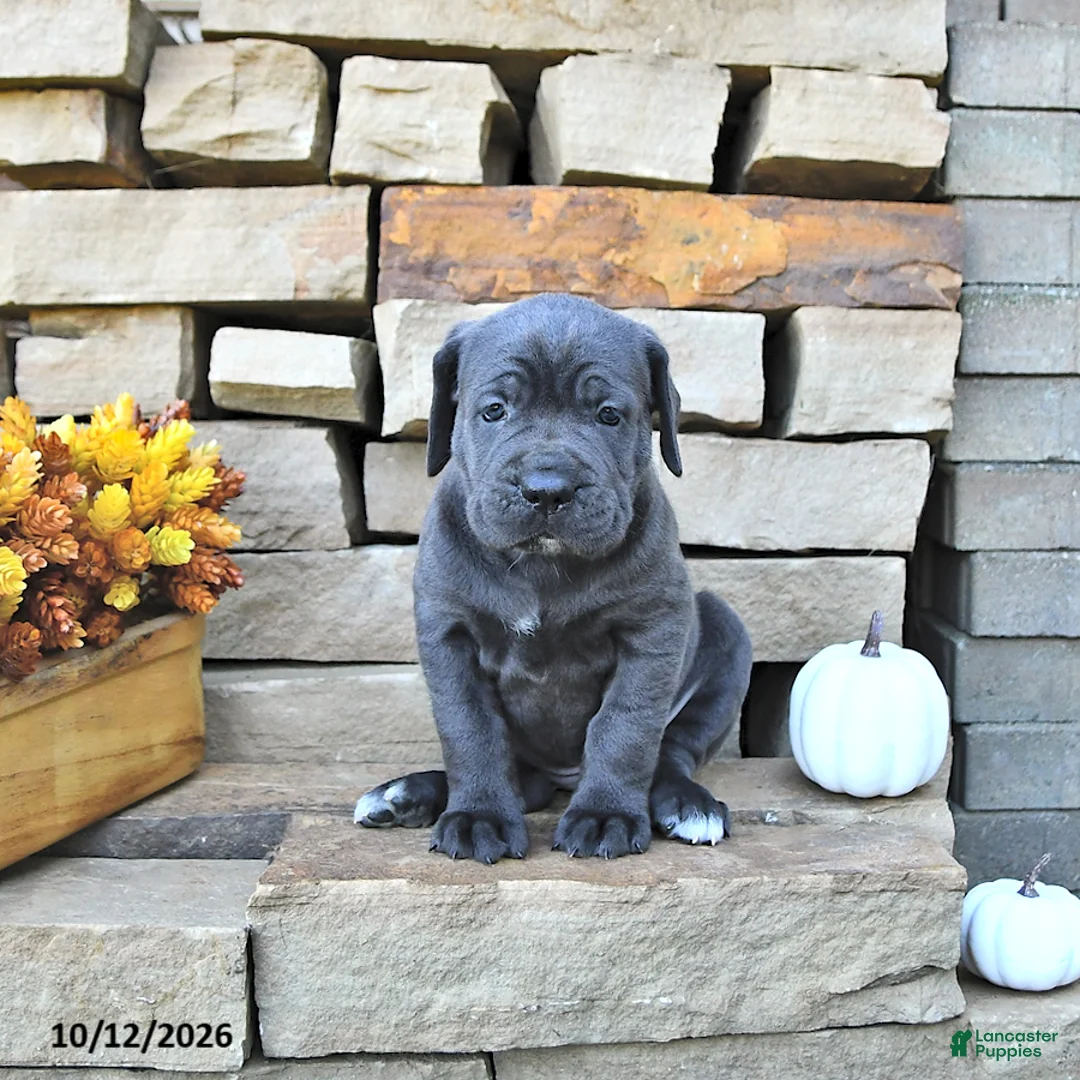 Cane Corso dogs for sale: Rio - Ad 1