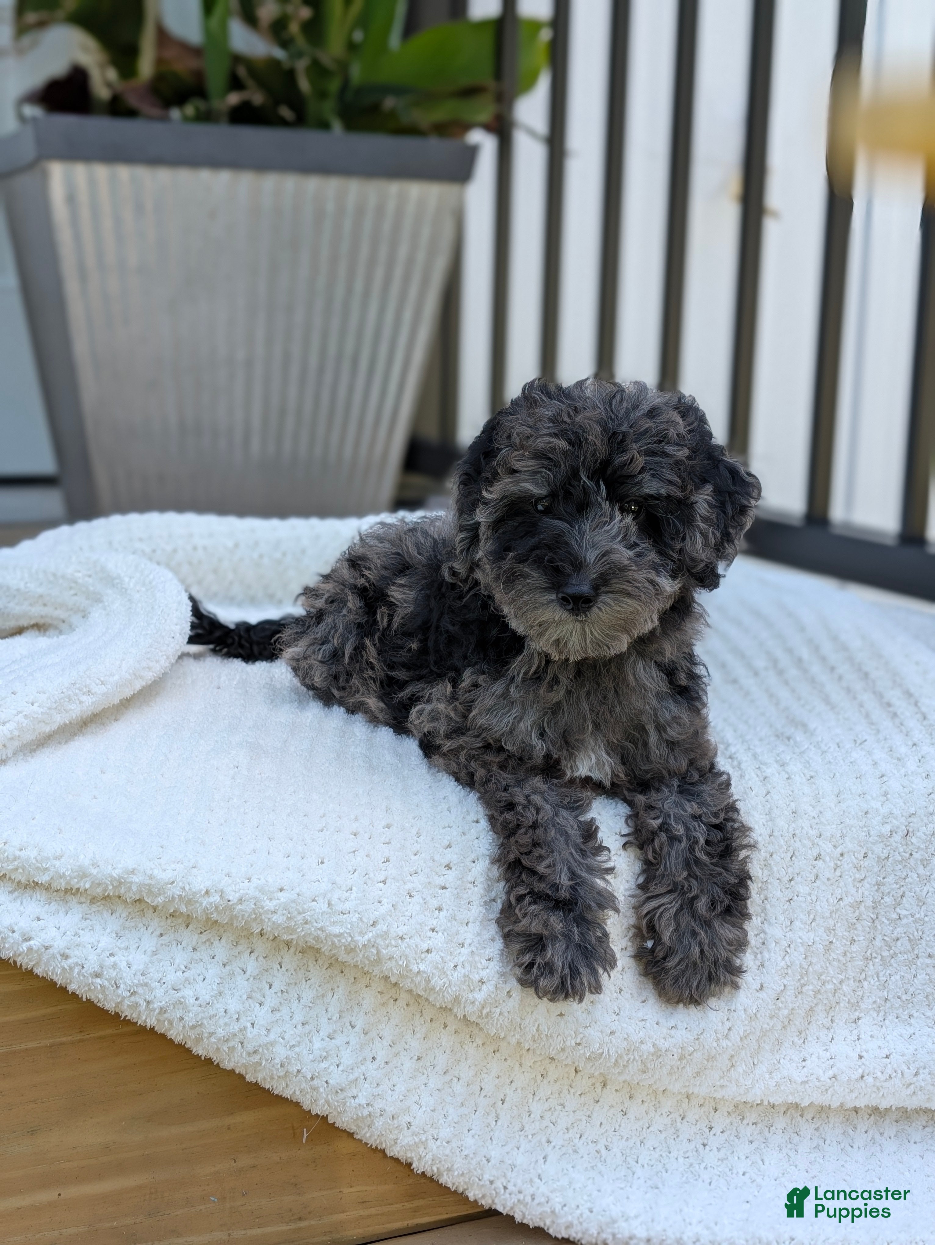 Miniature Poodle dogs Mcallister  - Ad 1