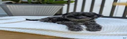 Miniature Poodle dogs for sale: Mcallister  - Ad 1