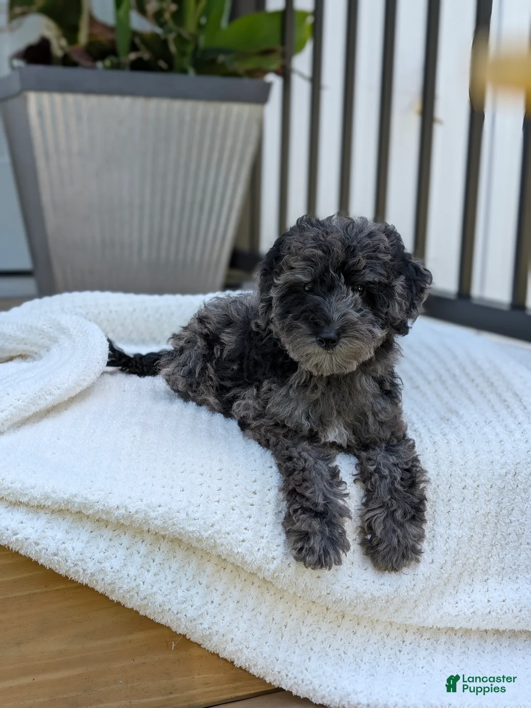 Miniature Poodle dogs for sale: Mcallister  - Ad 1