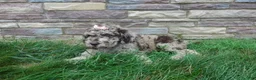 Newfypoo dogs for sale: Lacey - Ad 5