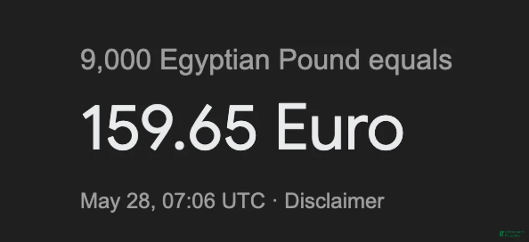 Alapaha Blue Blood Bulldog dogs for sale: Alapaha Blue Blood Bulldog Puppy 1 - Ad 1