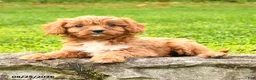 Cavapoo dogs for sale: Sally - Ad 2