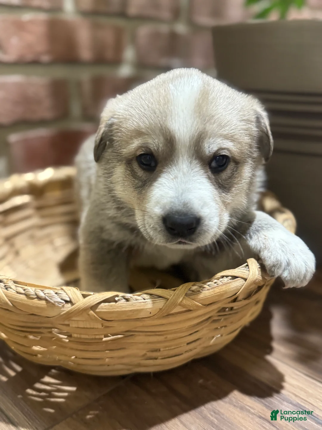 Mixed Breed dogs for sale: Wolfling “Wolfie” - Ad 7