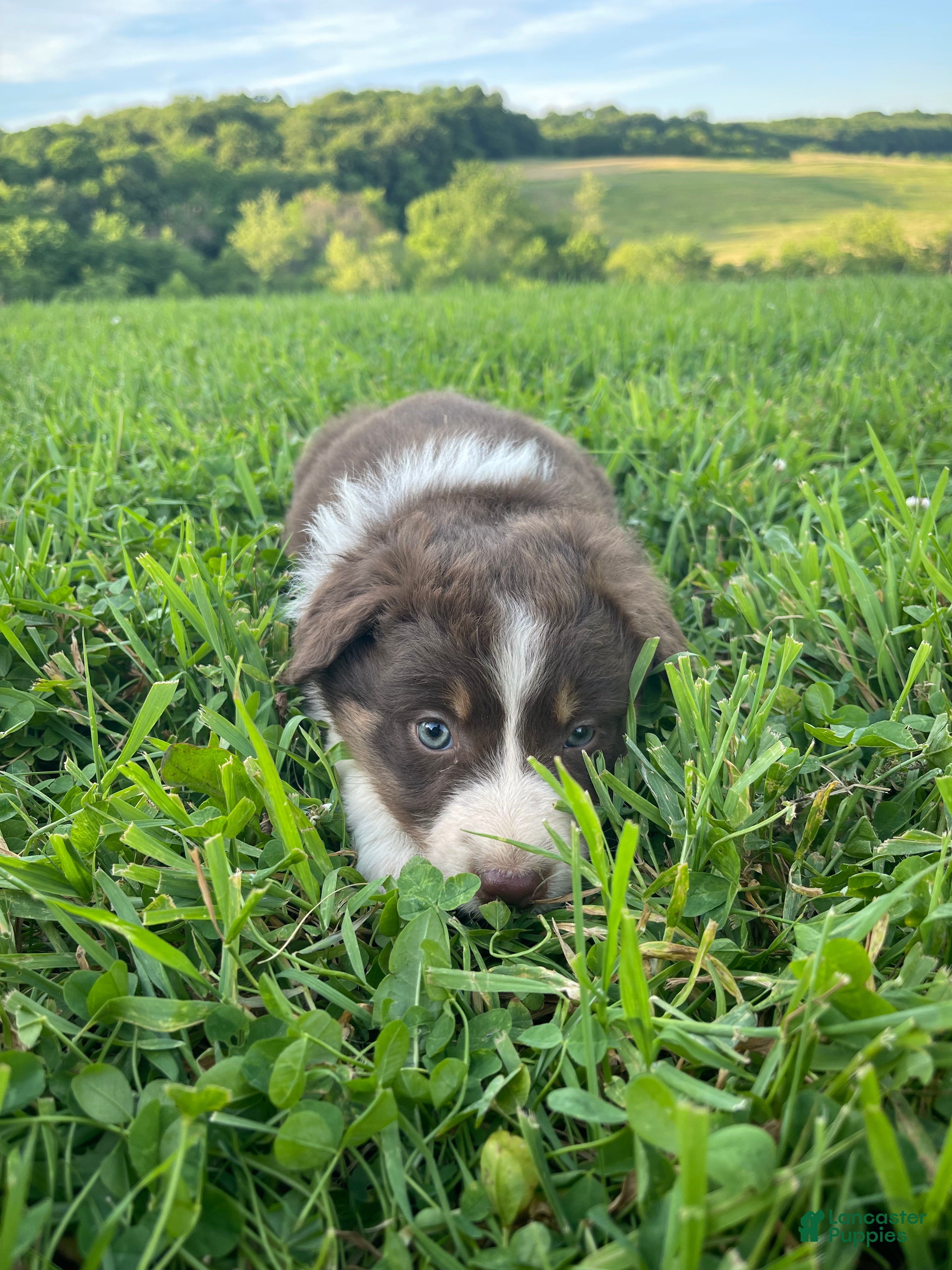 Australian Shepherd dogs Jane - Ad 2