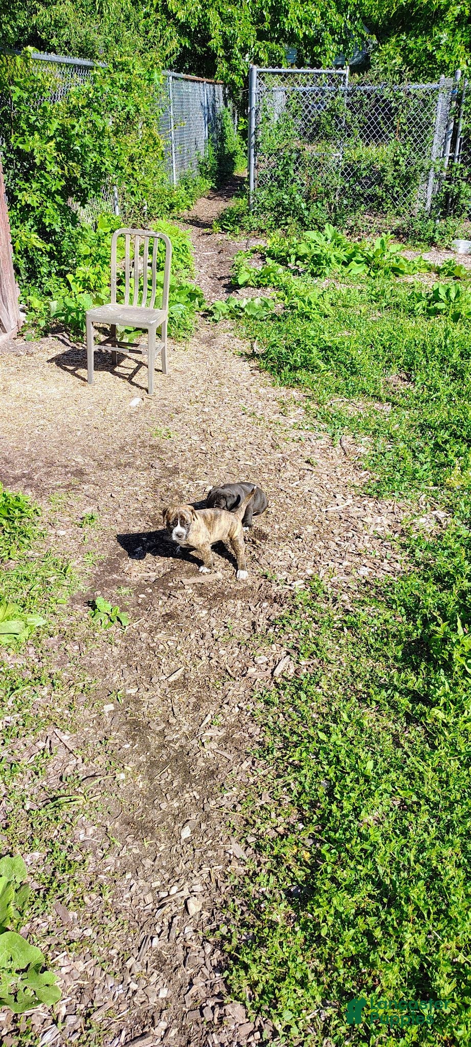 Mixed Breed dogs Mixed Breed 2 - Ad 18