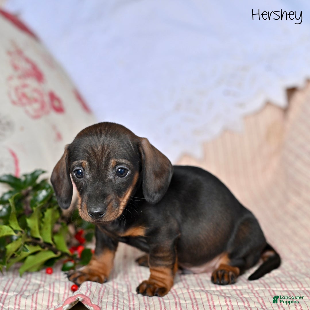 Miniature Dachshund dogs for sale: Hershey  - Ad 5