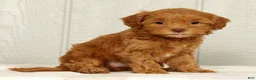 Cavapoo dogs for sale: Lilly - Ad 2