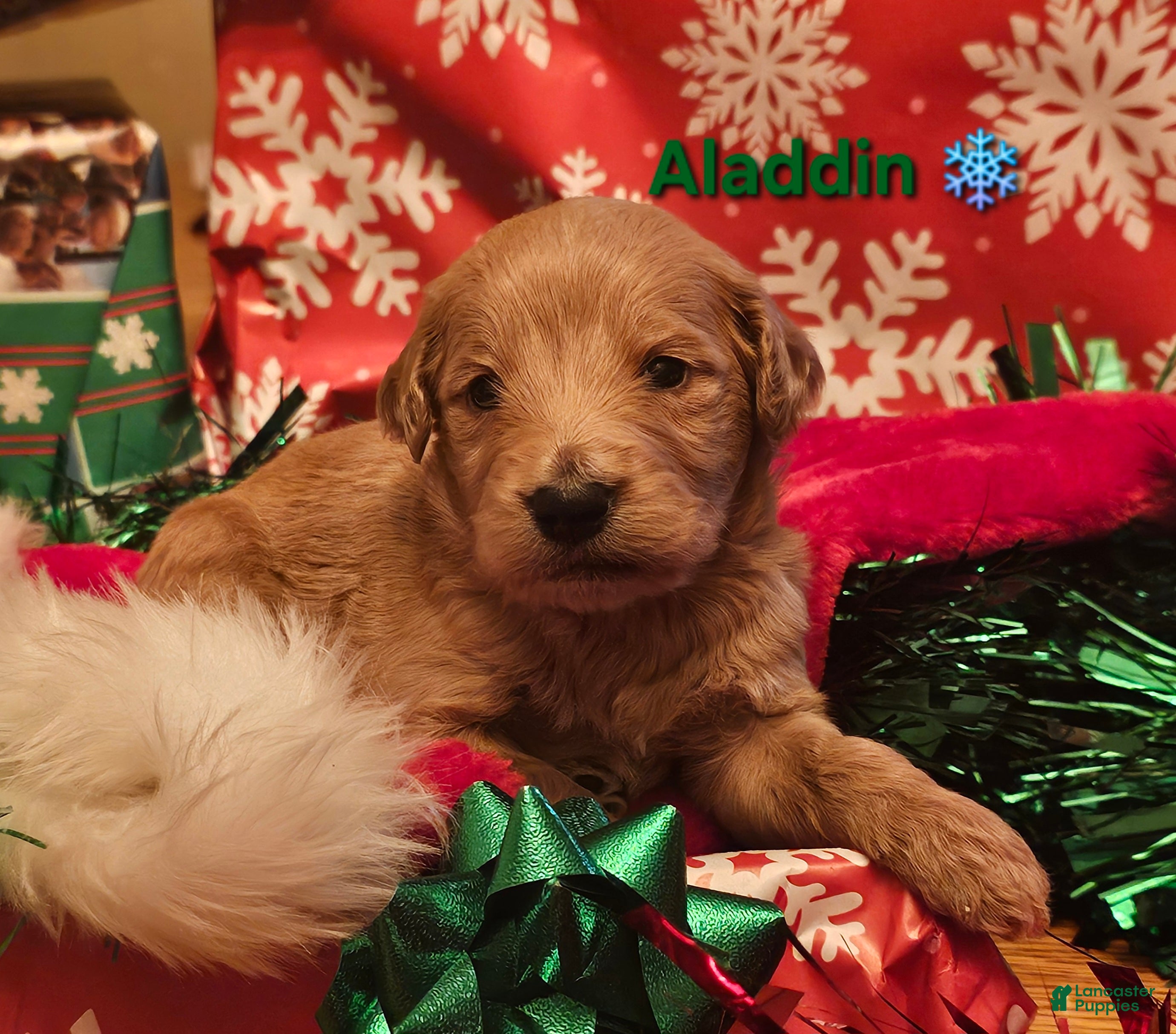 Goldendoodle dogs Aladdin - Ad 5