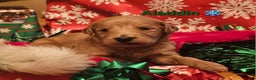 Goldendoodle dogs for sale: Aladdin - Ad 1
