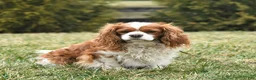 Cavalier King Charles Spaniel dogs for sale: Bentley - Ad 4