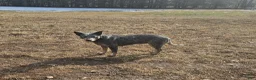 Australian Cattle Dog dogs for sale: Jenna - Ad 5