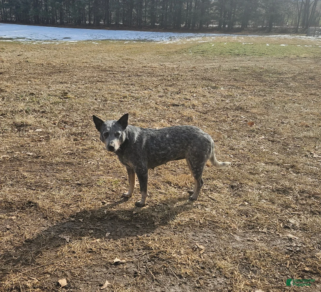 Australian Cattle Dog dogs for sale: Jenna - Ad 5