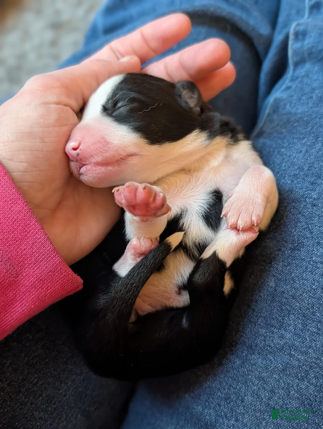 Mixed Breed dogs for sale: Triton - Ad 2