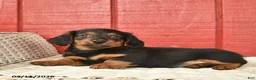 Dachshund dogs for sale: Terry  - Ad 3