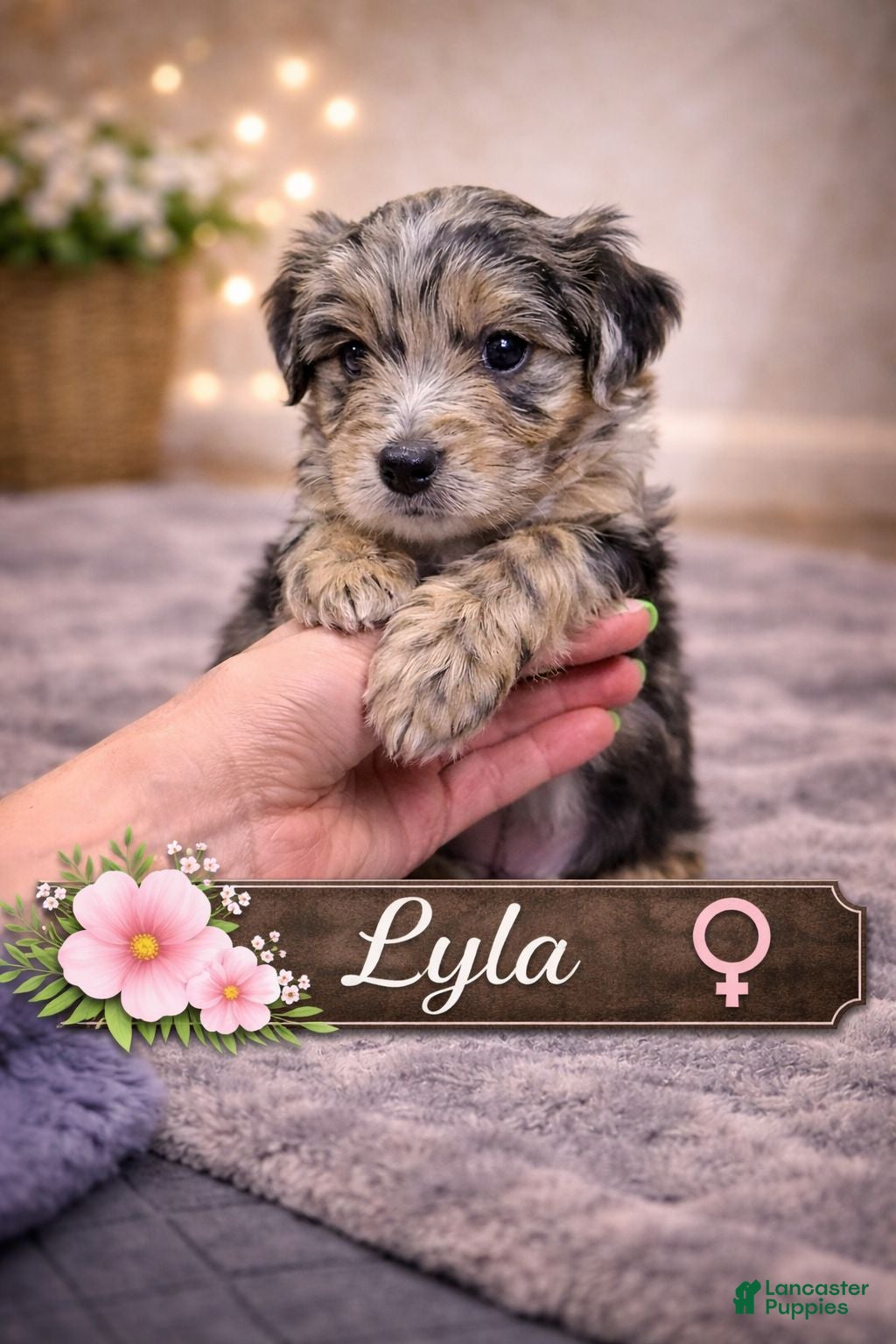 Mixed Breed dogs Lyla - Ad 2