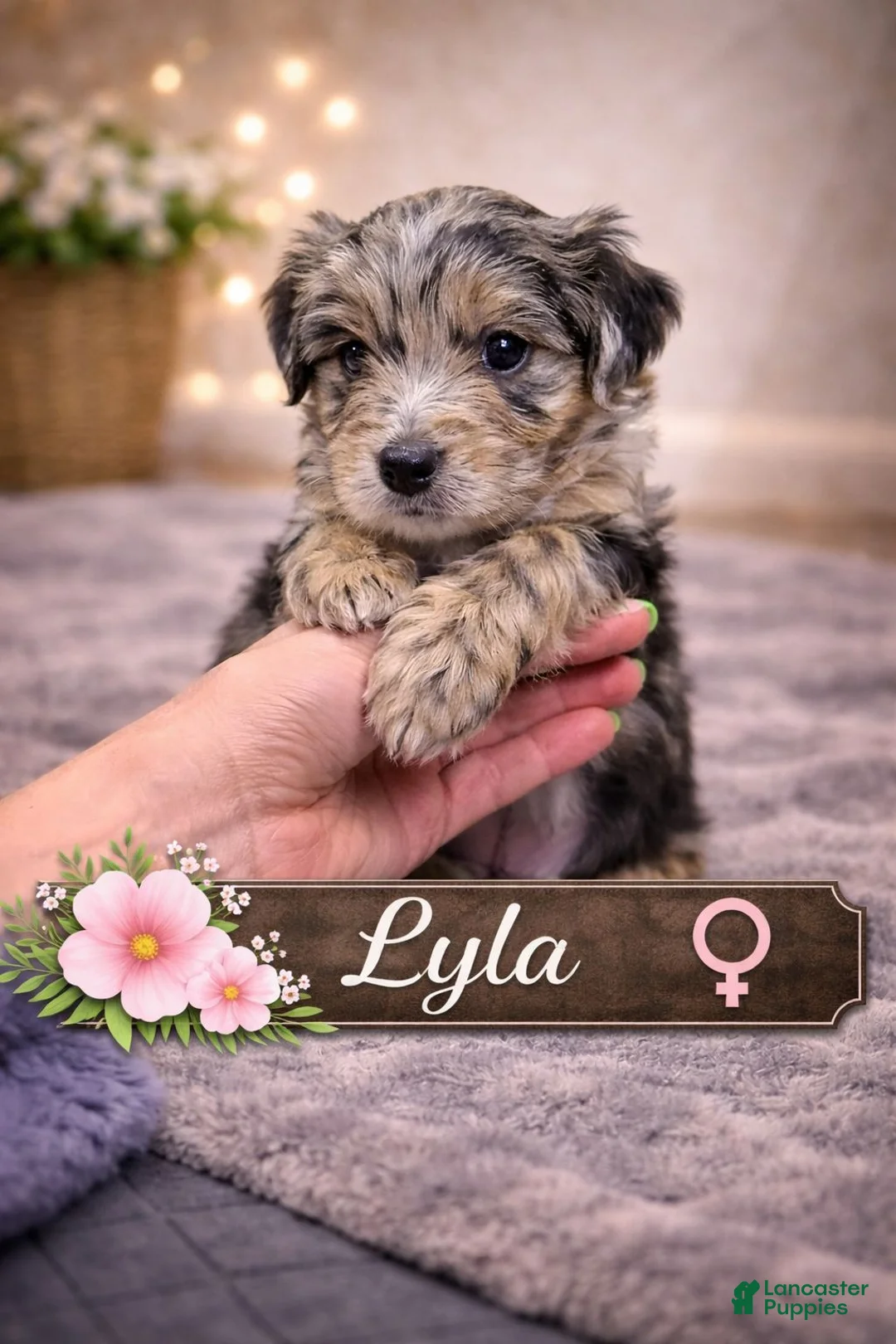 Mixed Breed dogs for sale: Lyla - Ad 2