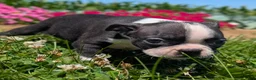 Boston Terrier dogs for sale: Graham Cracker - Ad 6