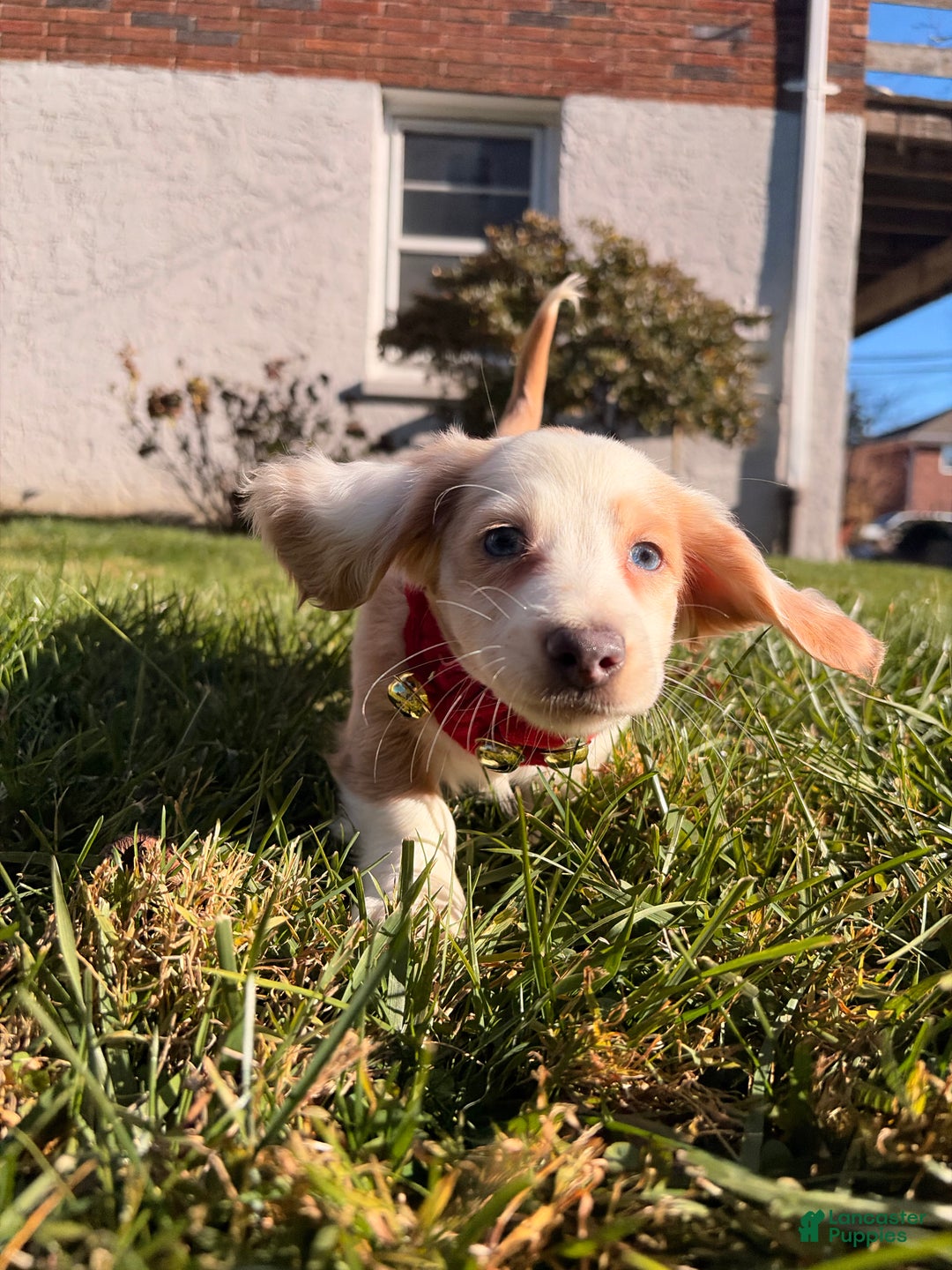 Miniature Dachshund dogs for sale: Maximillian  - Ad 7