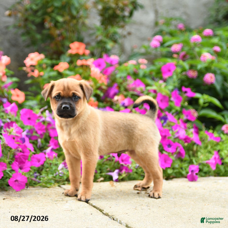 Mixed Breed dogs Tommy - Ad 2