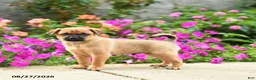 Mixed Breed dogs for sale: Tommy - Ad 2
