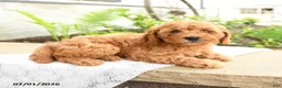 Miniature Poodle dogs for sale: Cuddly - Ad 3