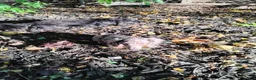 Dachshund dogs for sale: Dachshund 2 - Ad 1