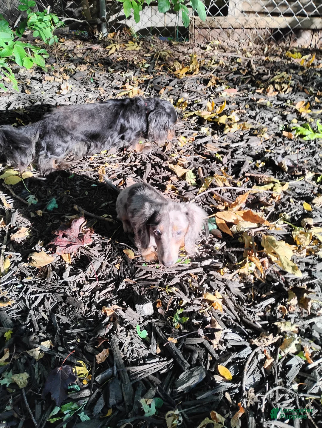 Dachshund dogs for sale: Dachshund 2 - Ad 1