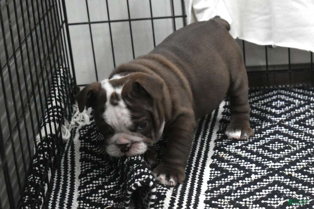English Bulldog dogs for sale: Archy - Ad 2