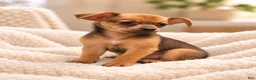 Chihuahua dogs for sale: Peanut  - Ad 2