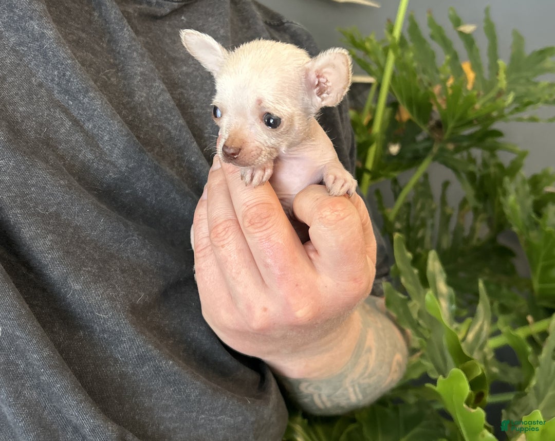 Mixed Breed dogs for sale: Golden Nugget - Ad 2