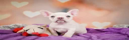 French Bulldog dogs for sale: Sadie - Ad 3