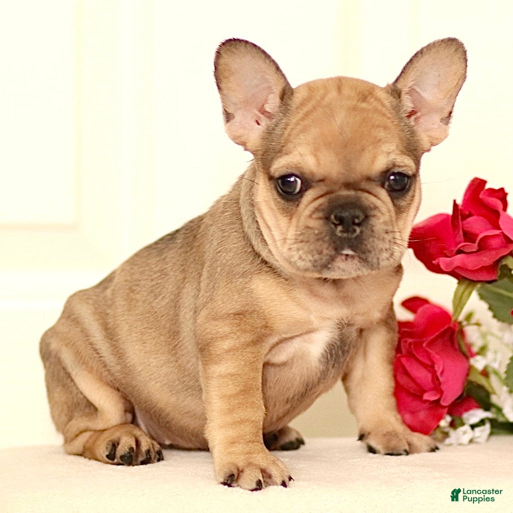 French Bulldog dogs Lola - Ad 2