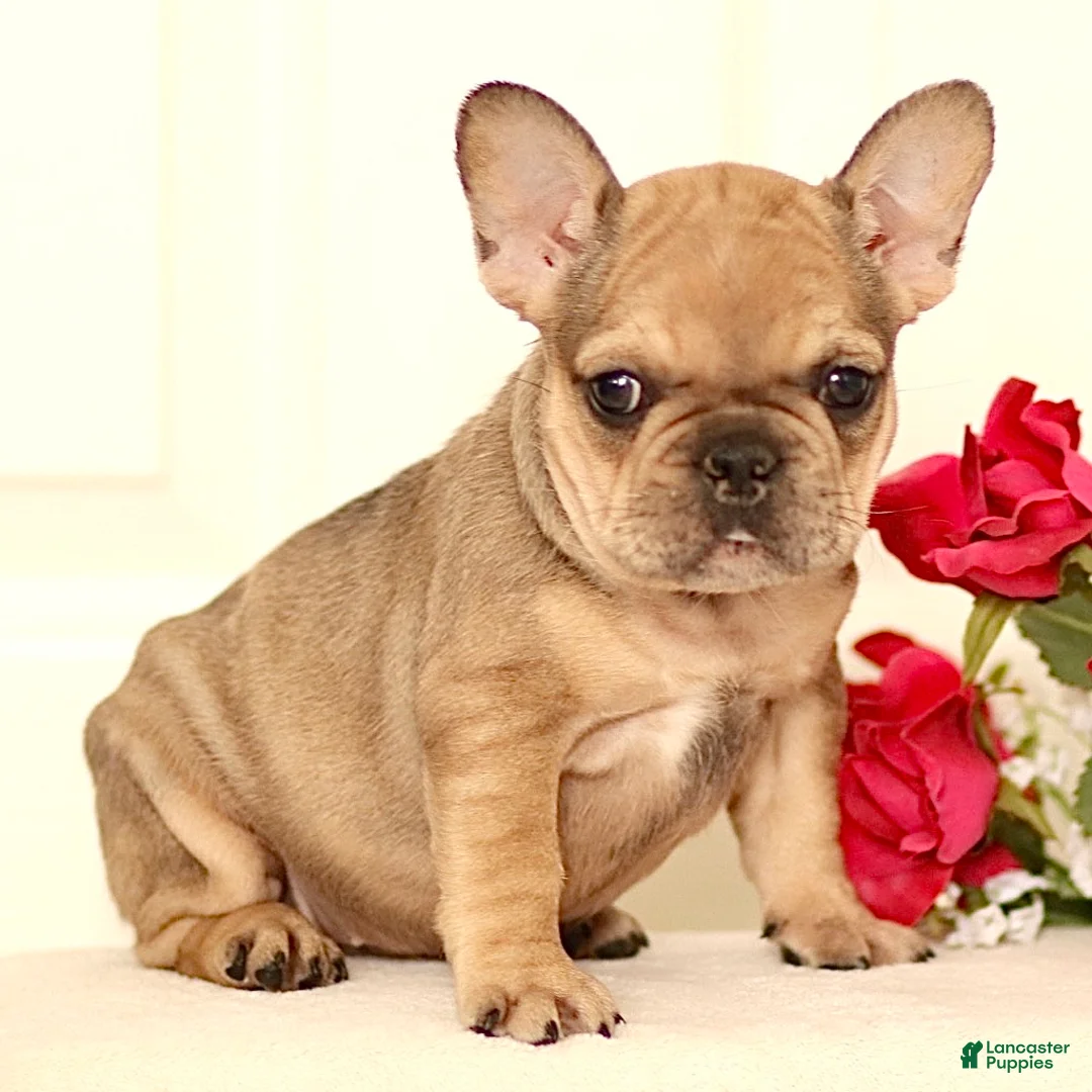 French Bulldog dogs for sale: Lola - Ad 1