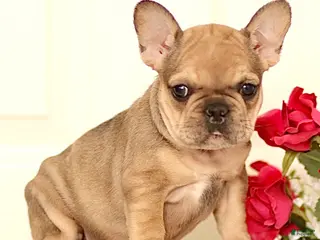 French Bulldog dogs Lola - Ad 2