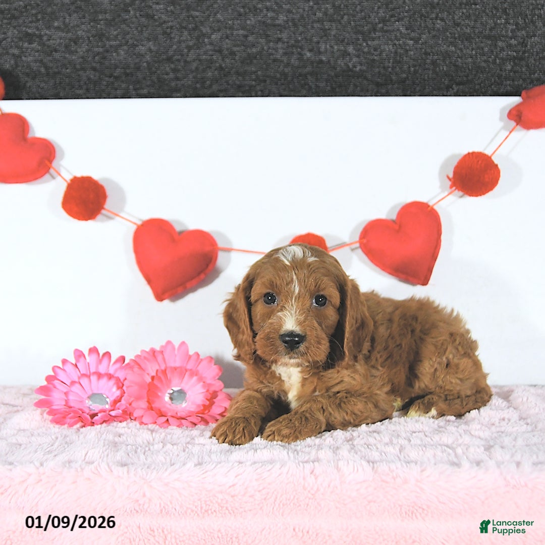 Cavapoo dogs for sale: Nicholas - Ad 3