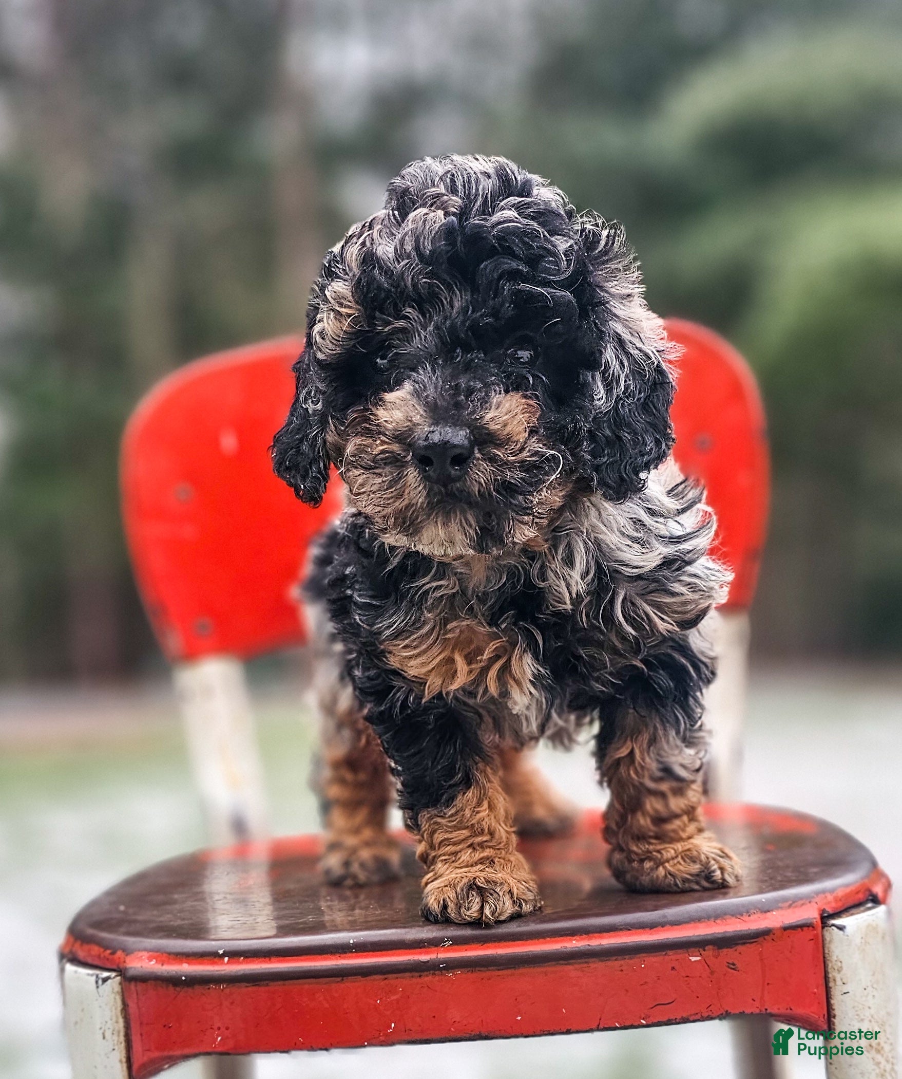 Miniature Poodle dogs Elsa - Ad 17